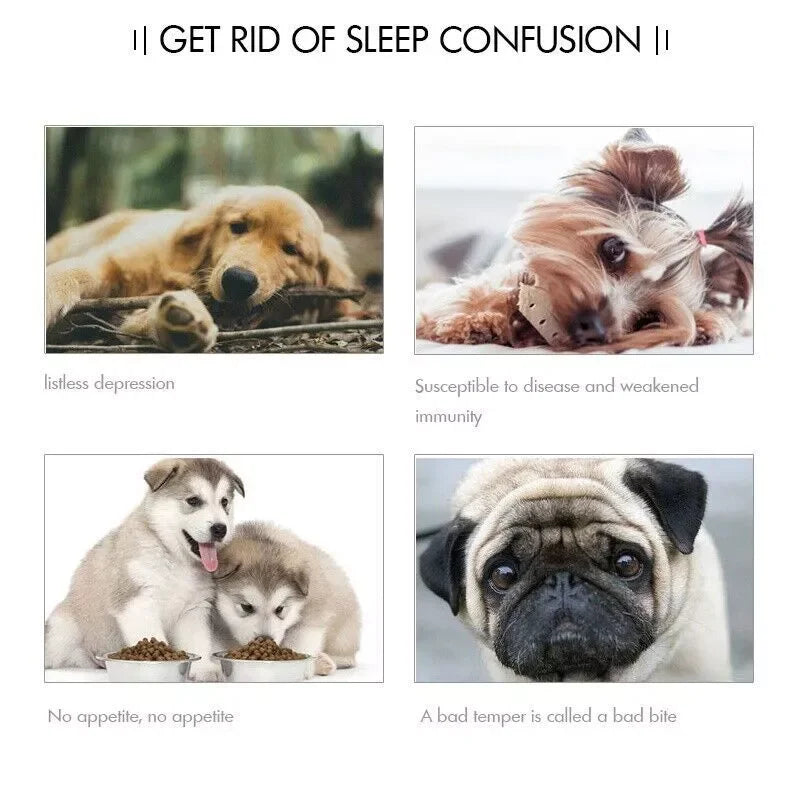 Dog Bed Sofas